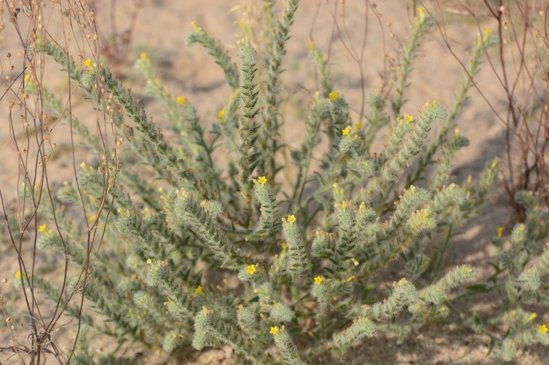 Arnebia hispidissima photo 2