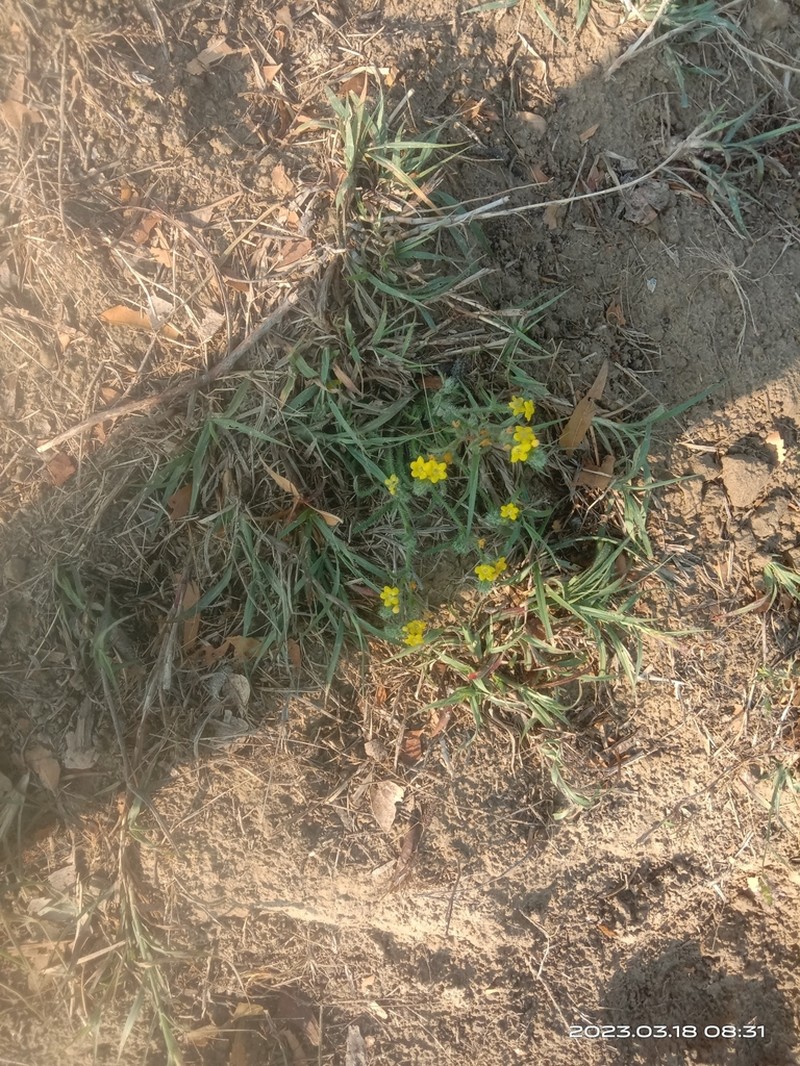 Arnebia hispidissima photo 4