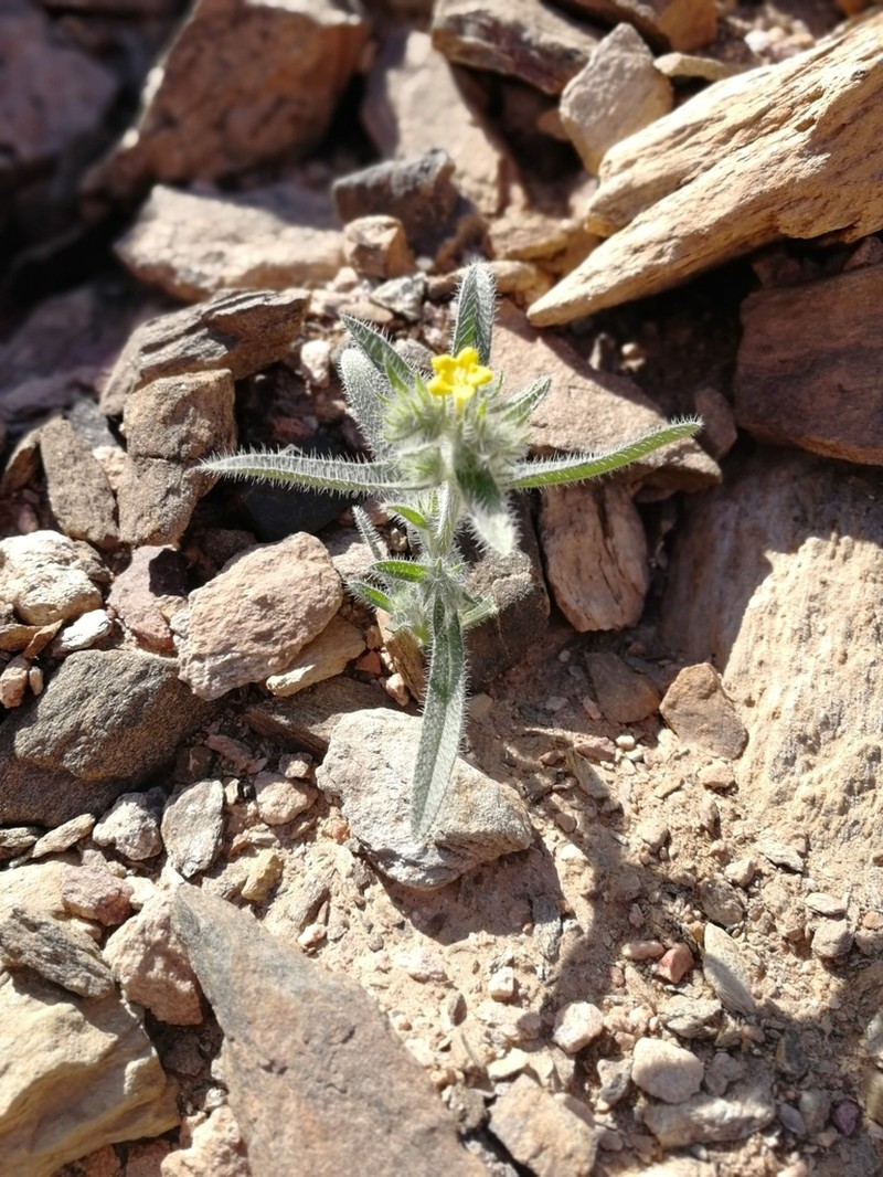 Arnebia hispidissima photo 5