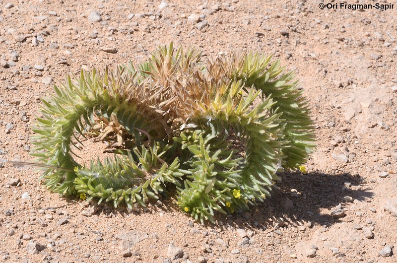 Arnebia linearifolia