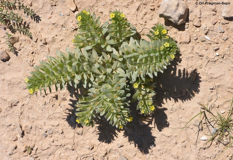 Arnebia linearifolia photo 2