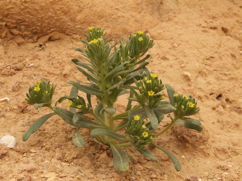 Arnebia linearifolia photo 3