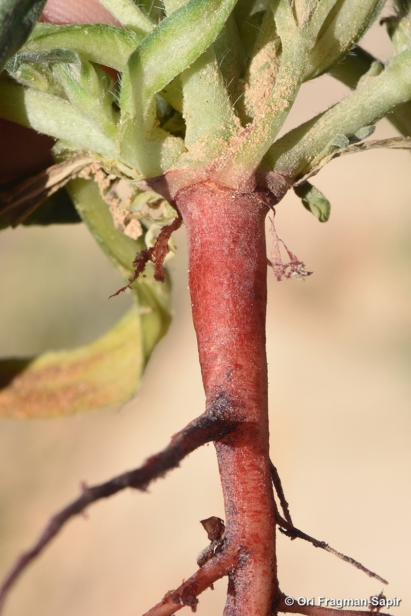 Arnebia linearifolia photo 4