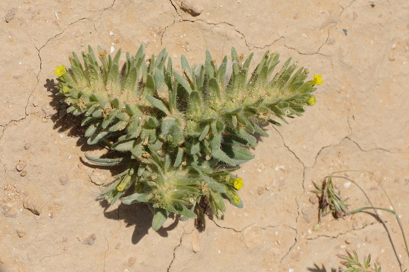 Arnebia linearifolia photo 5