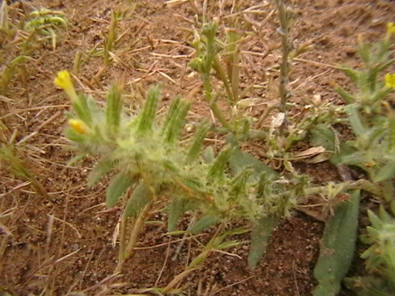 Arnebia linearifolia photo 6