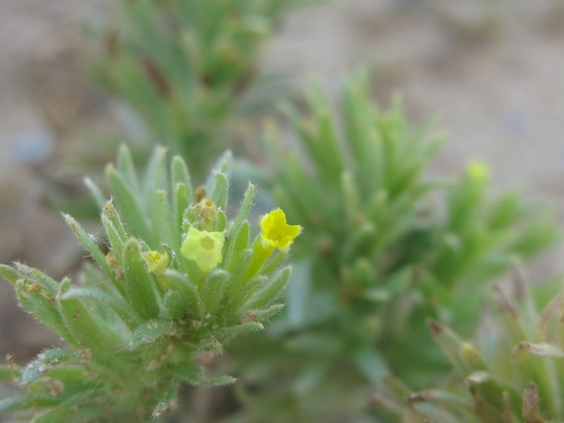Arnebia linearifolia photo 7