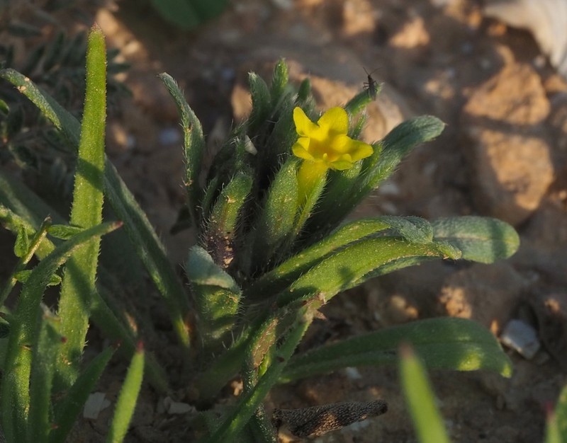 Arnebia linearifolia photo 8