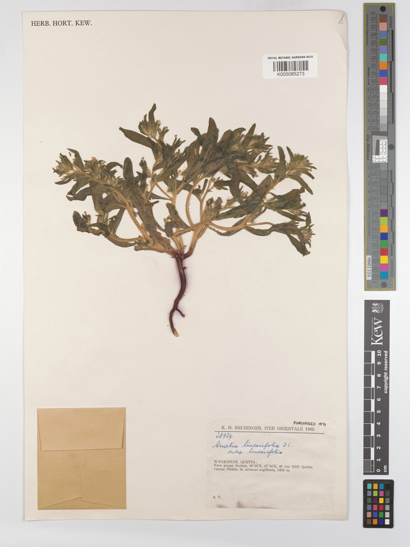 Arnebia linearifolia subsp. linearifolia