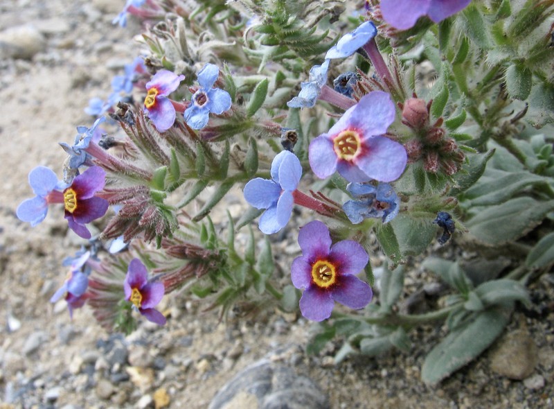 Arnebia obovata