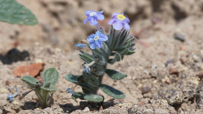 Arnebia obovata photo 2