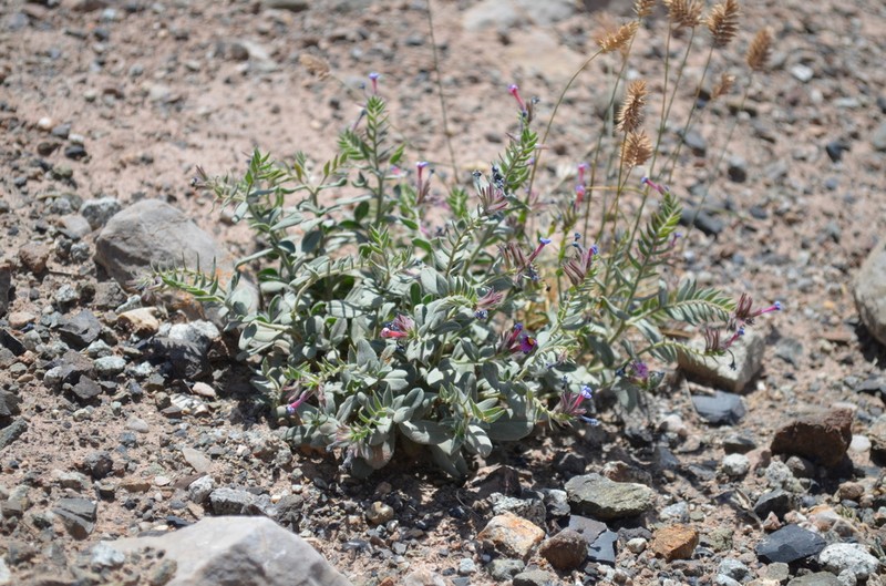Arnebia obovata photo 4