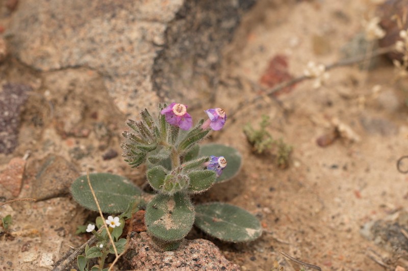Arnebia obovata photo 5