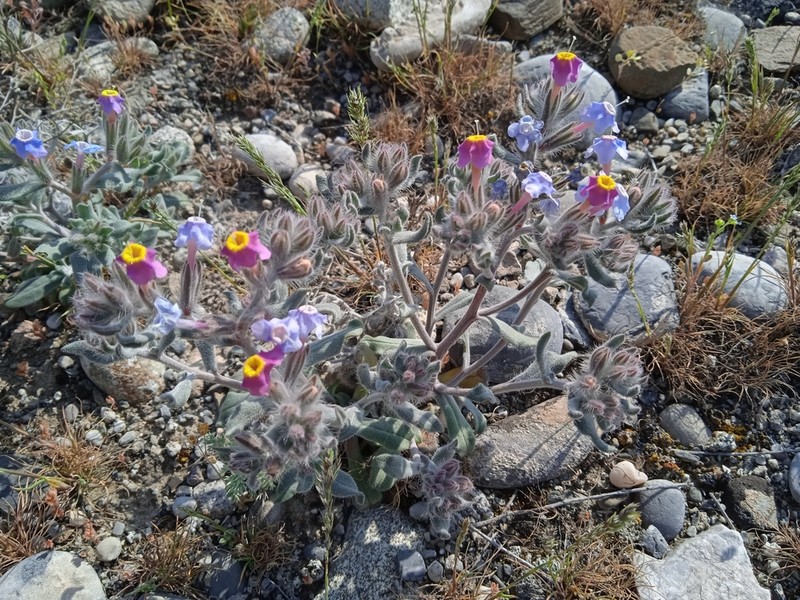 Arnebia obovata photo 6