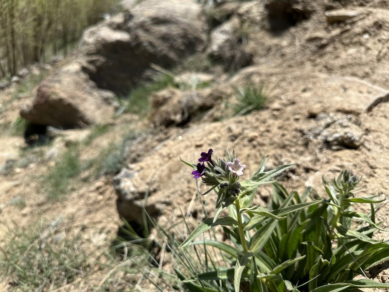 Arnebia rechingeri photo 3