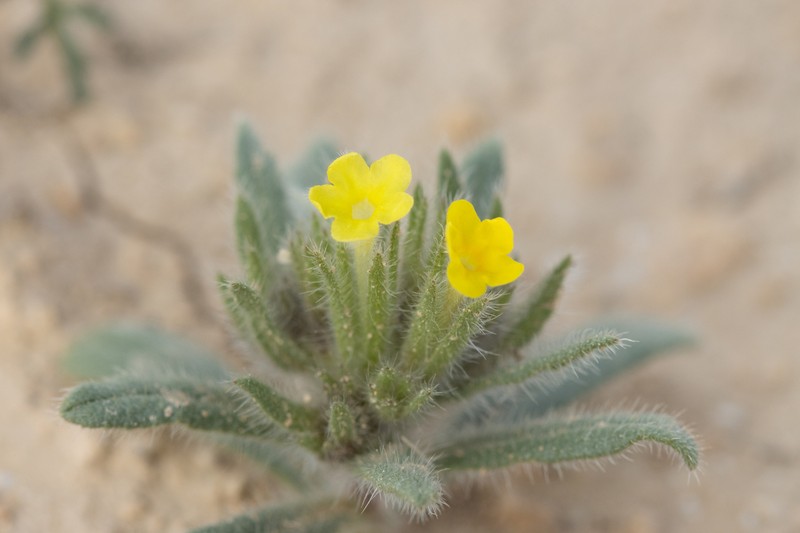 Arnebia simulatrix