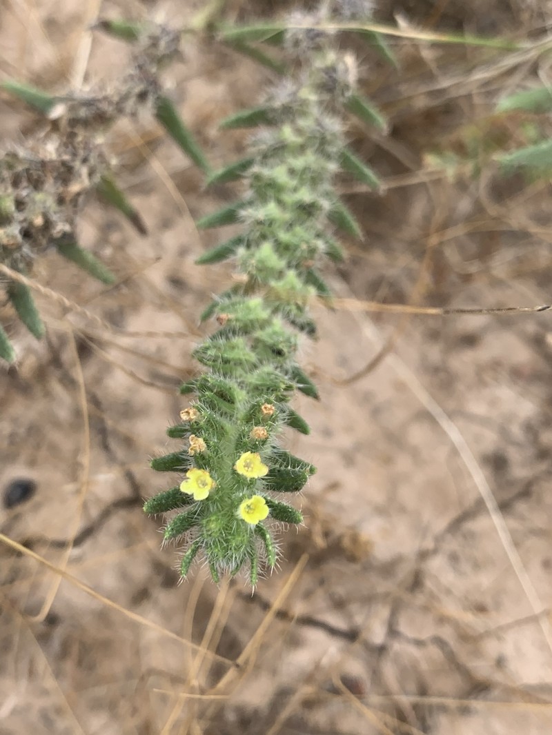 Arnebia simulatrix photo 2