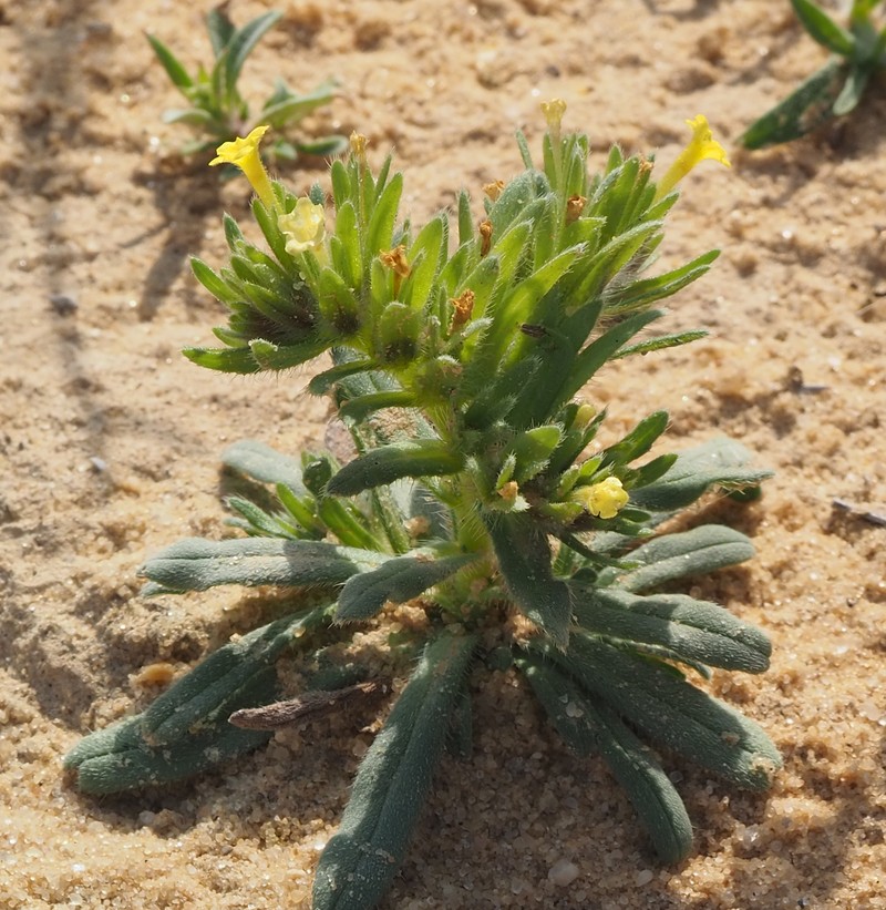 Arnebia simulatrix photo 4