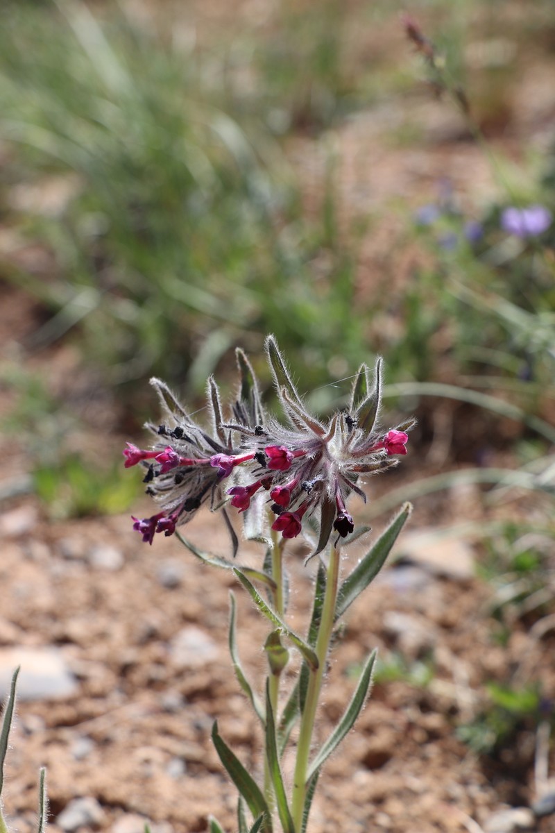 Arnebia stenocalyx