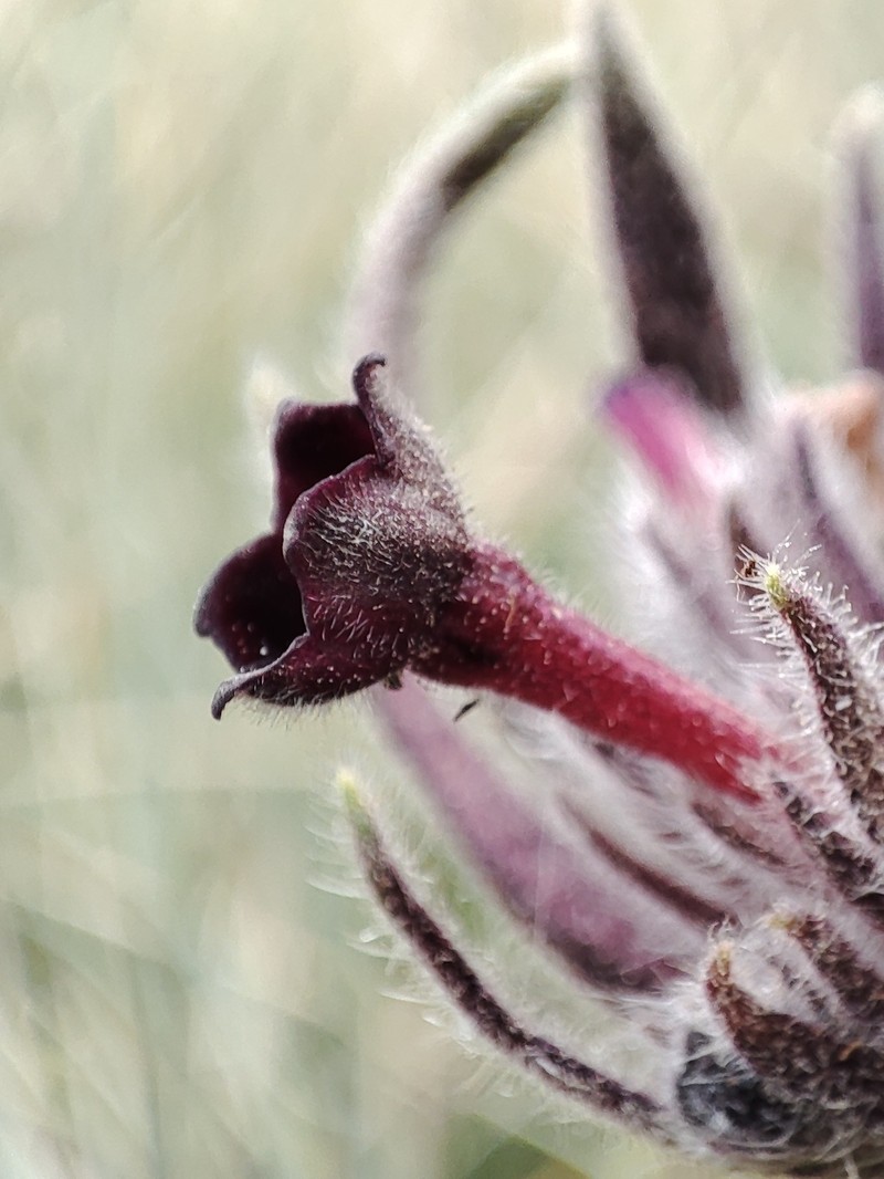Arnebia stenocalyx photo 2