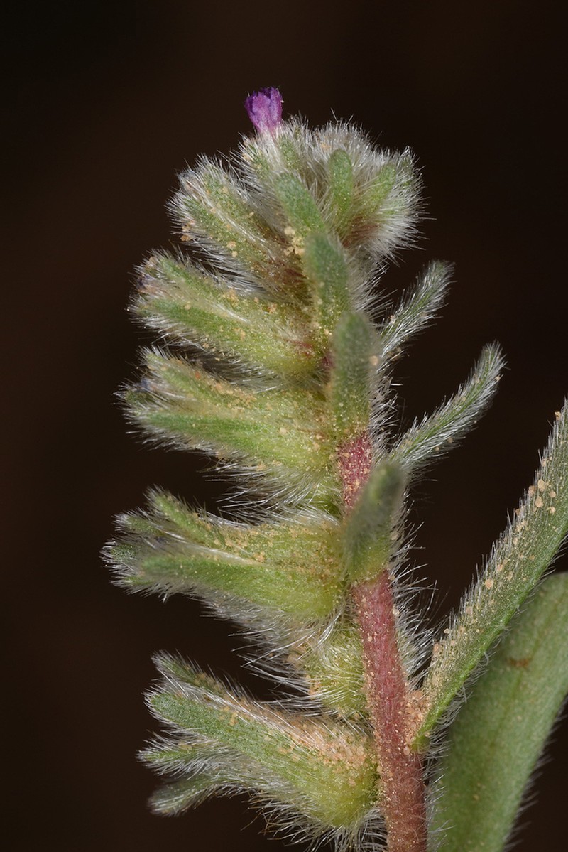 Arnebia tinctoria