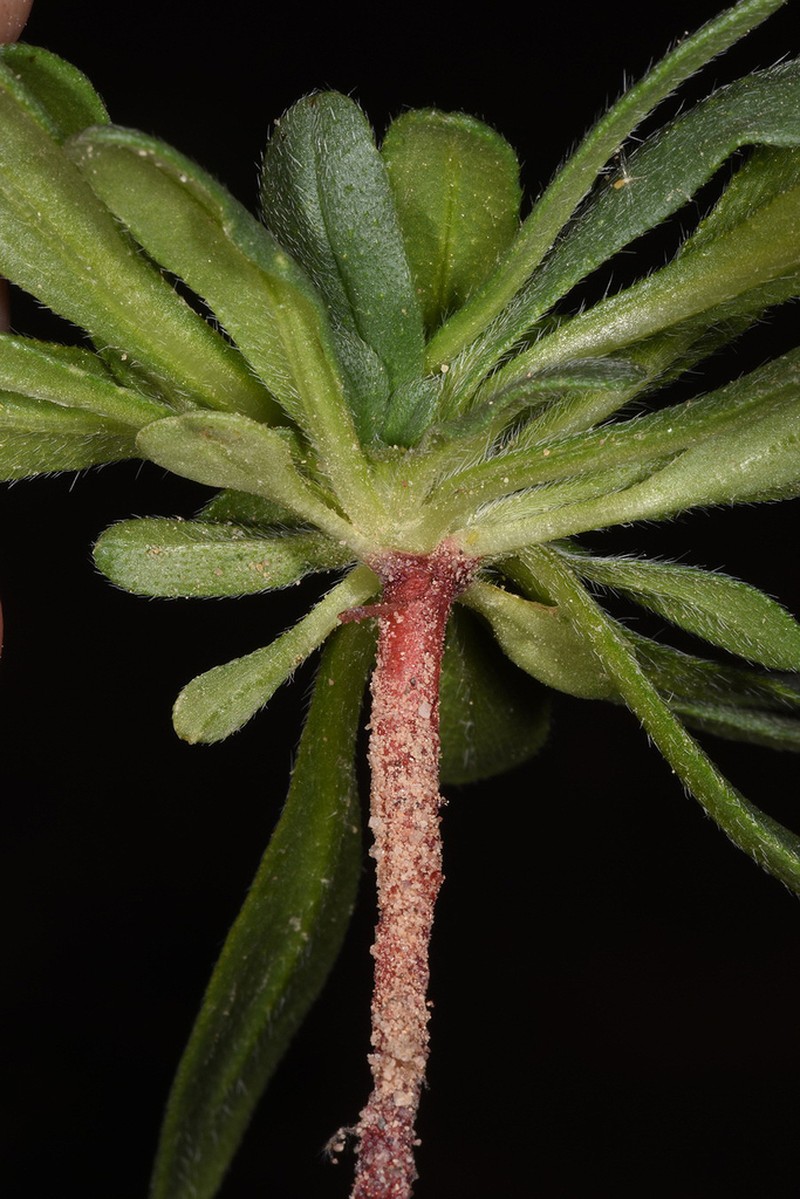 Arnebia tinctoria photo 2