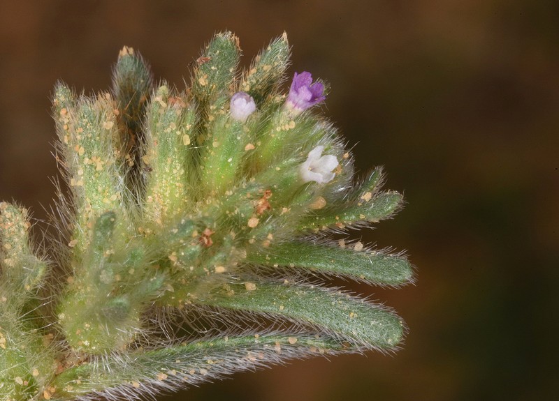 Arnebia tinctoria photo 3