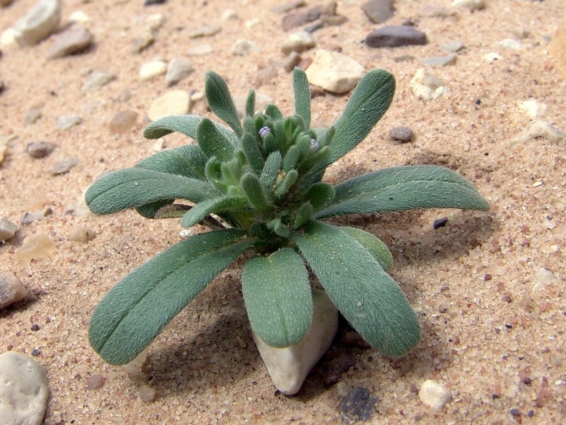 Arnebia tinctoria photo 4