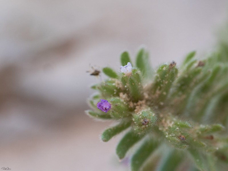 Arnebia tinctoria photo 5