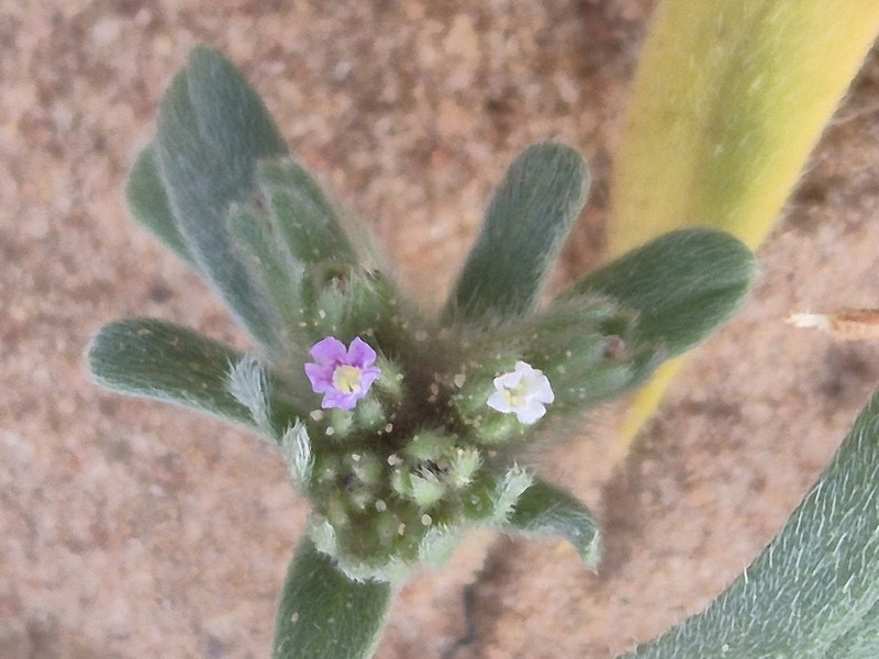 Arnebia tinctoria photo 6