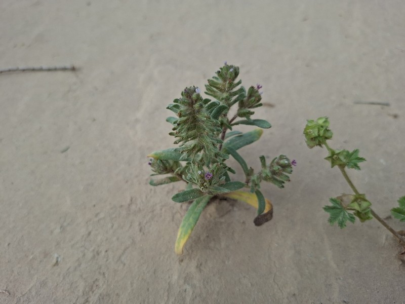 Arnebia tinctoria photo 7