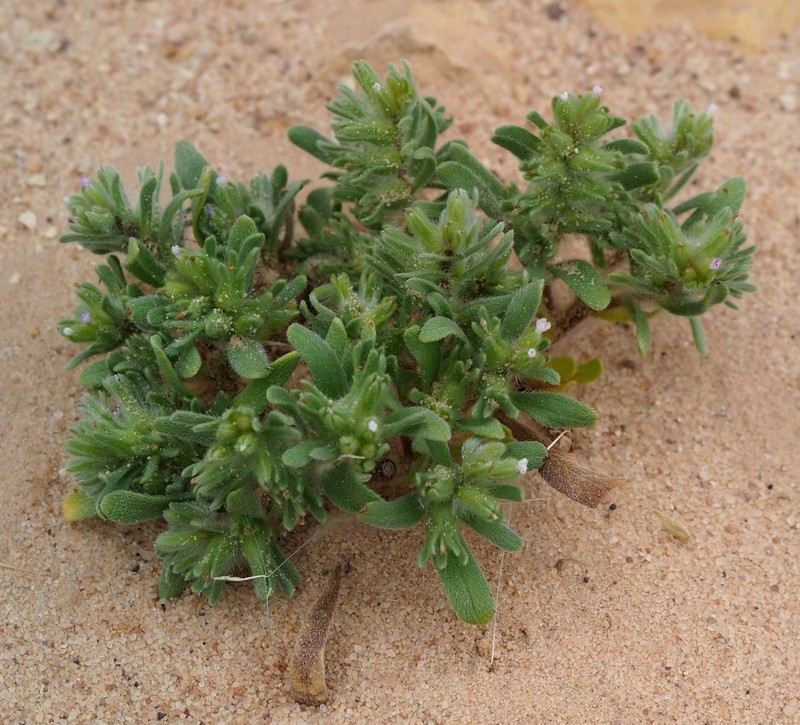 Arnebia tinctoria photo 8