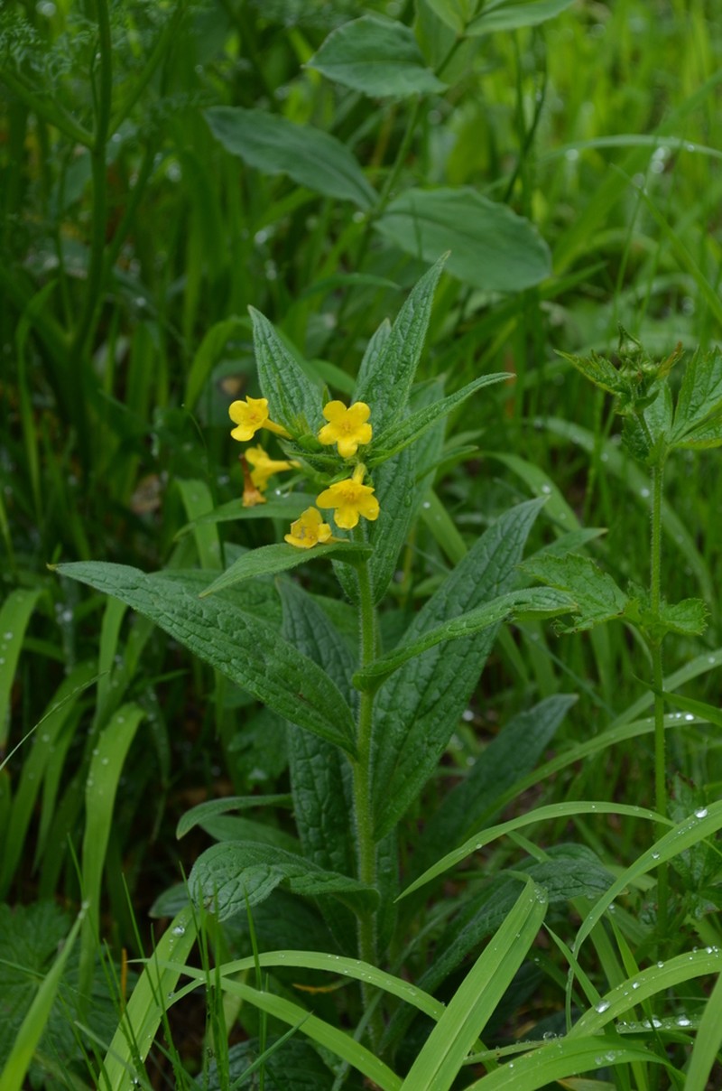 Arnebia tschimganica
