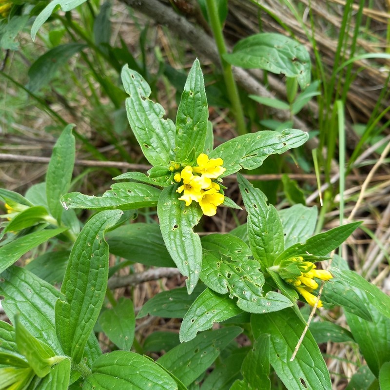 Arnebia tschimganica photo 2