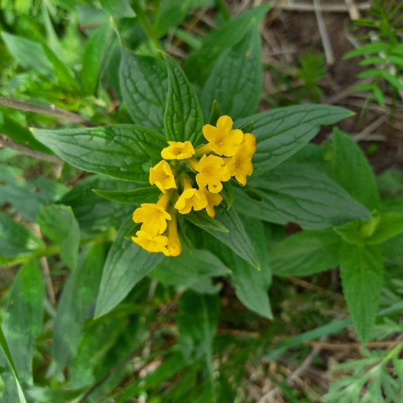 Arnebia tschimganica photo 3