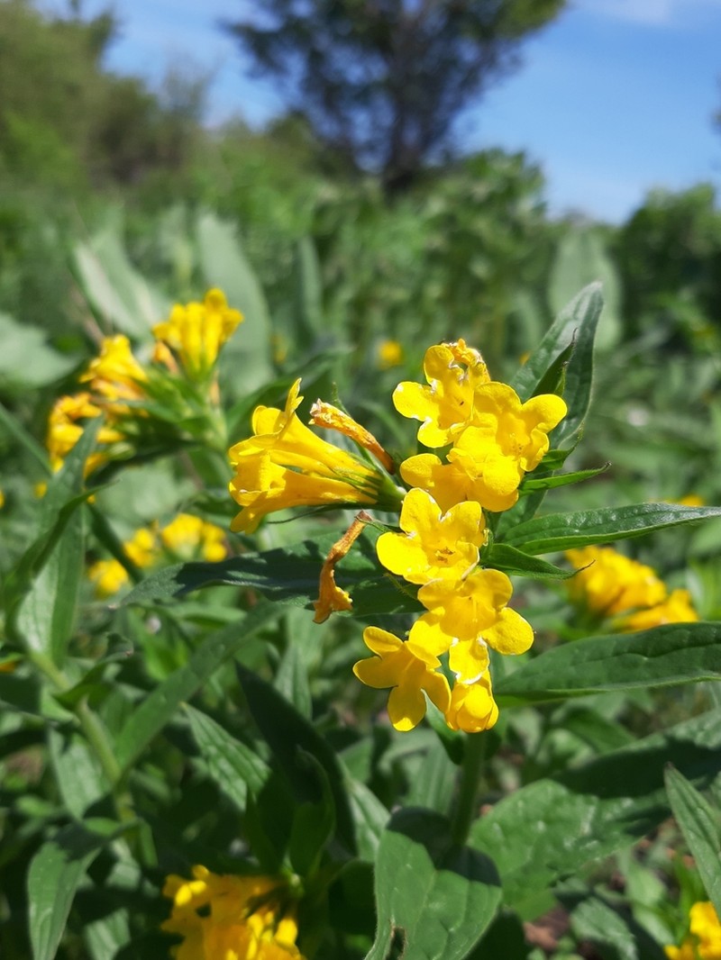 Arnebia tschimganica photo 4