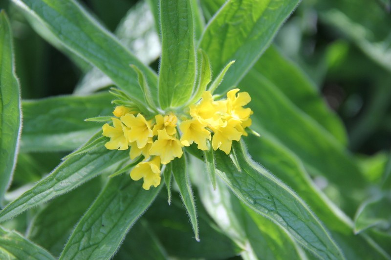 Arnebia tschimganica photo 6