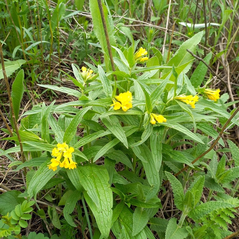 Arnebia tschimganica photo 7
