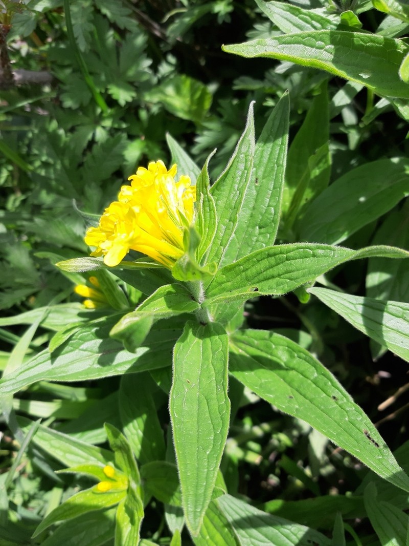 Arnebia tschimganica photo 8