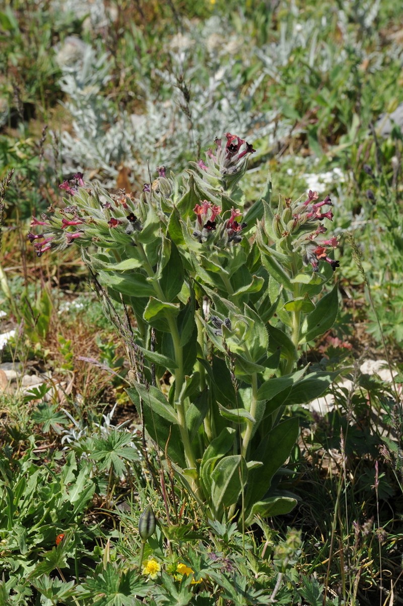 Arnebia ugamensis