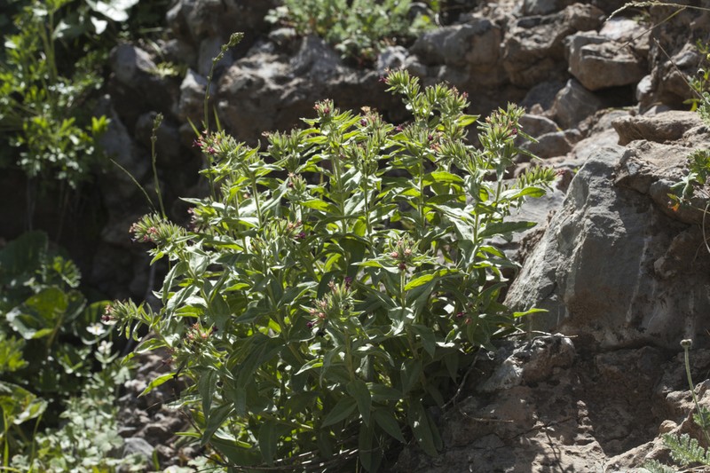 Arnebia ugamensis photo 2