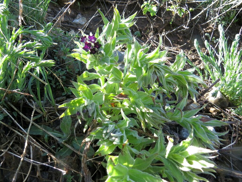 Arnebia ugamensis photo 3