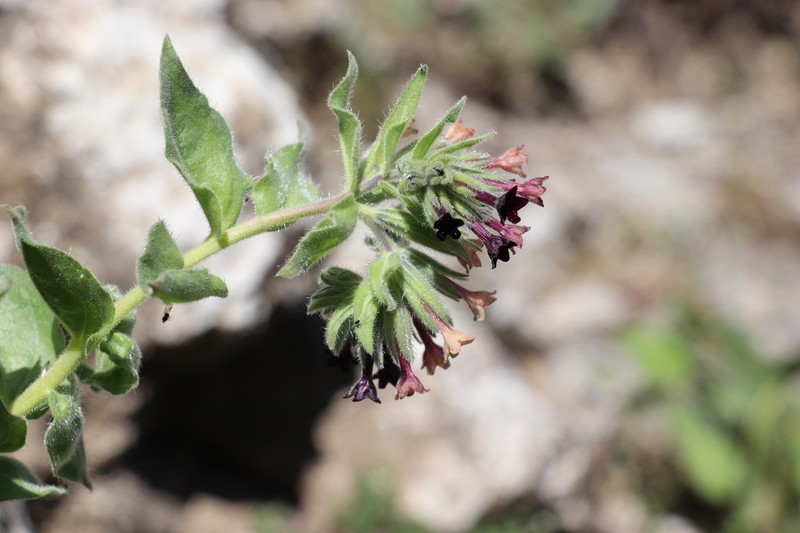 Arnebia ugamensis photo 4