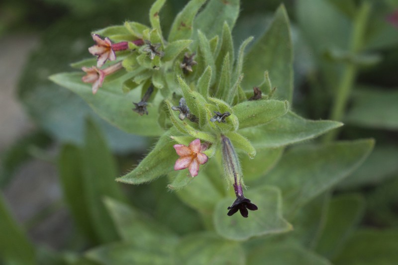 Arnebia ugamensis photo 5