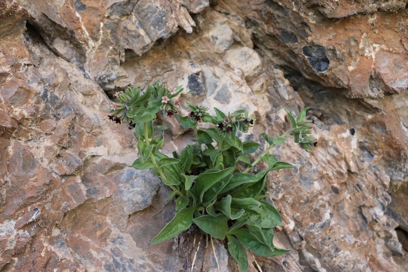 Arnebia ugamensis photo 6