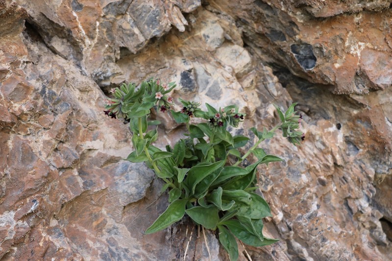 Arnebia ugamensis photo 7