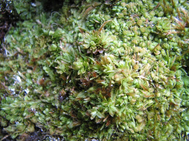 Arnellia fennica