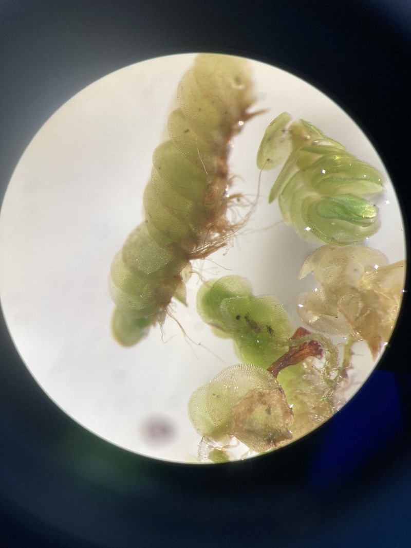 Arnellia fennica photo 2