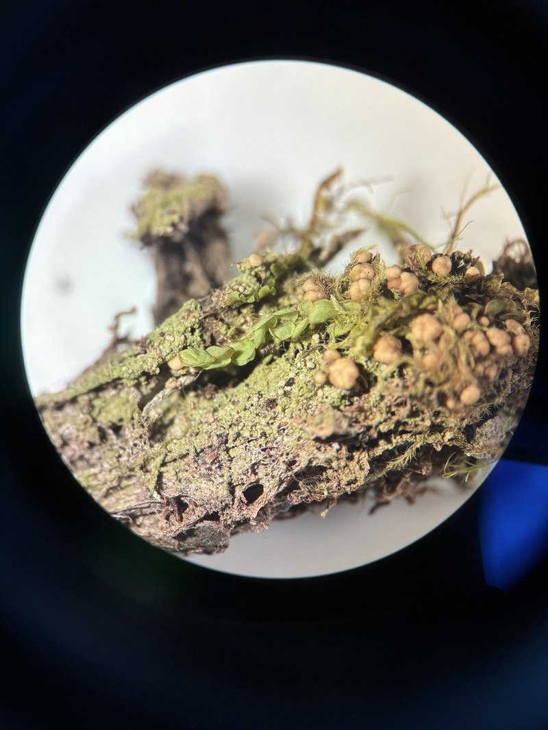 Arnellia fennica photo 3
