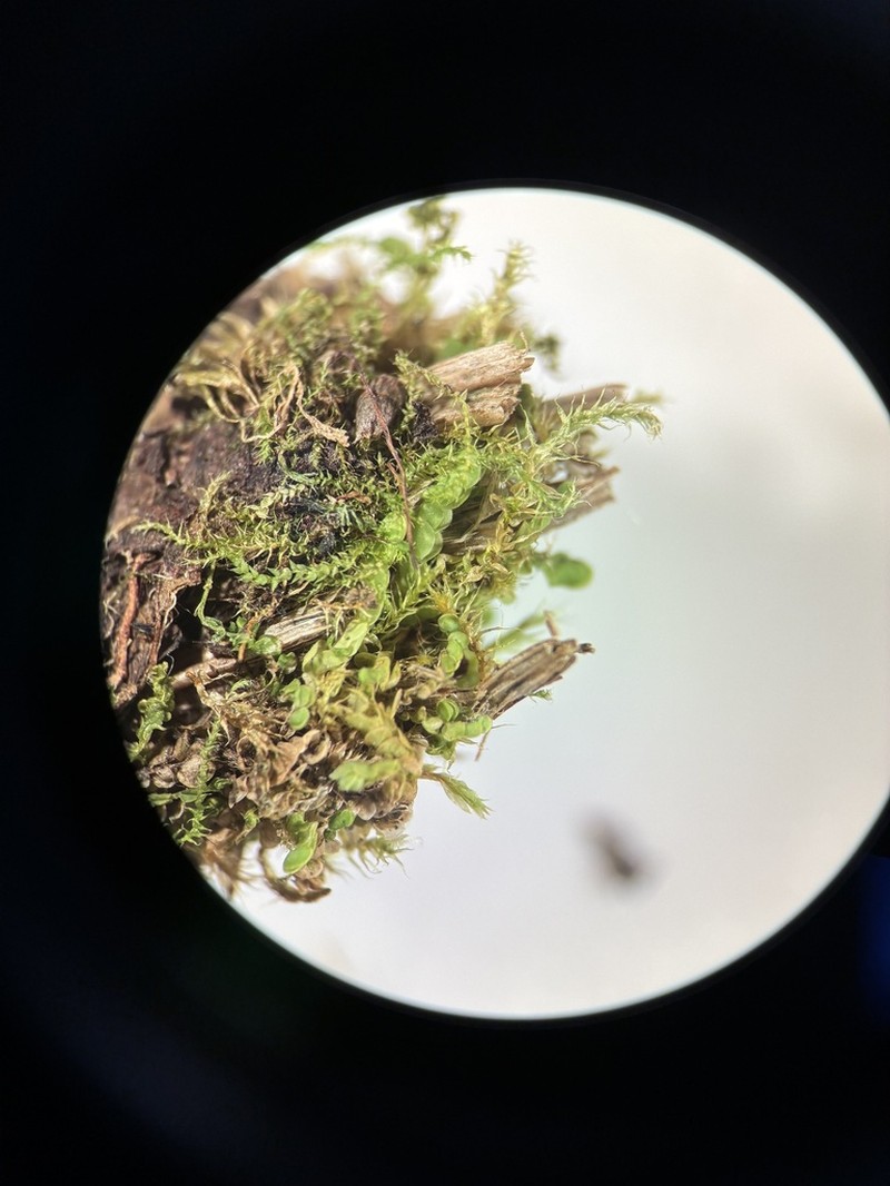Arnellia fennica photo 4