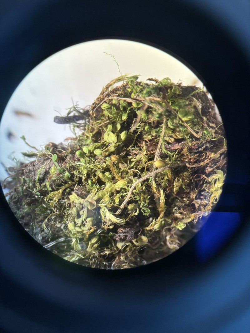 Arnellia fennica photo 5